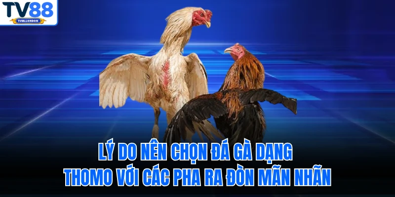 Lý do nên chọn đá gà dạng Thomo với các pha ra đòn mãn nhãn