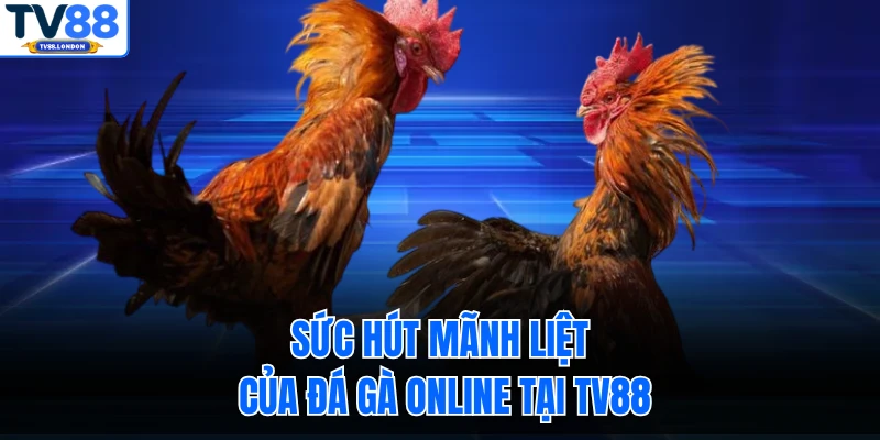 Sức hút mãnh liệt của đá gà online tại TV88