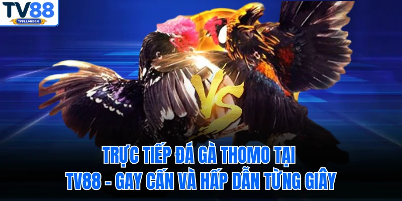 Cách tham gia trải nghiệm trận chiến kịch tính của 2 chiến kê